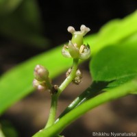 Celtis philippensis Blanco